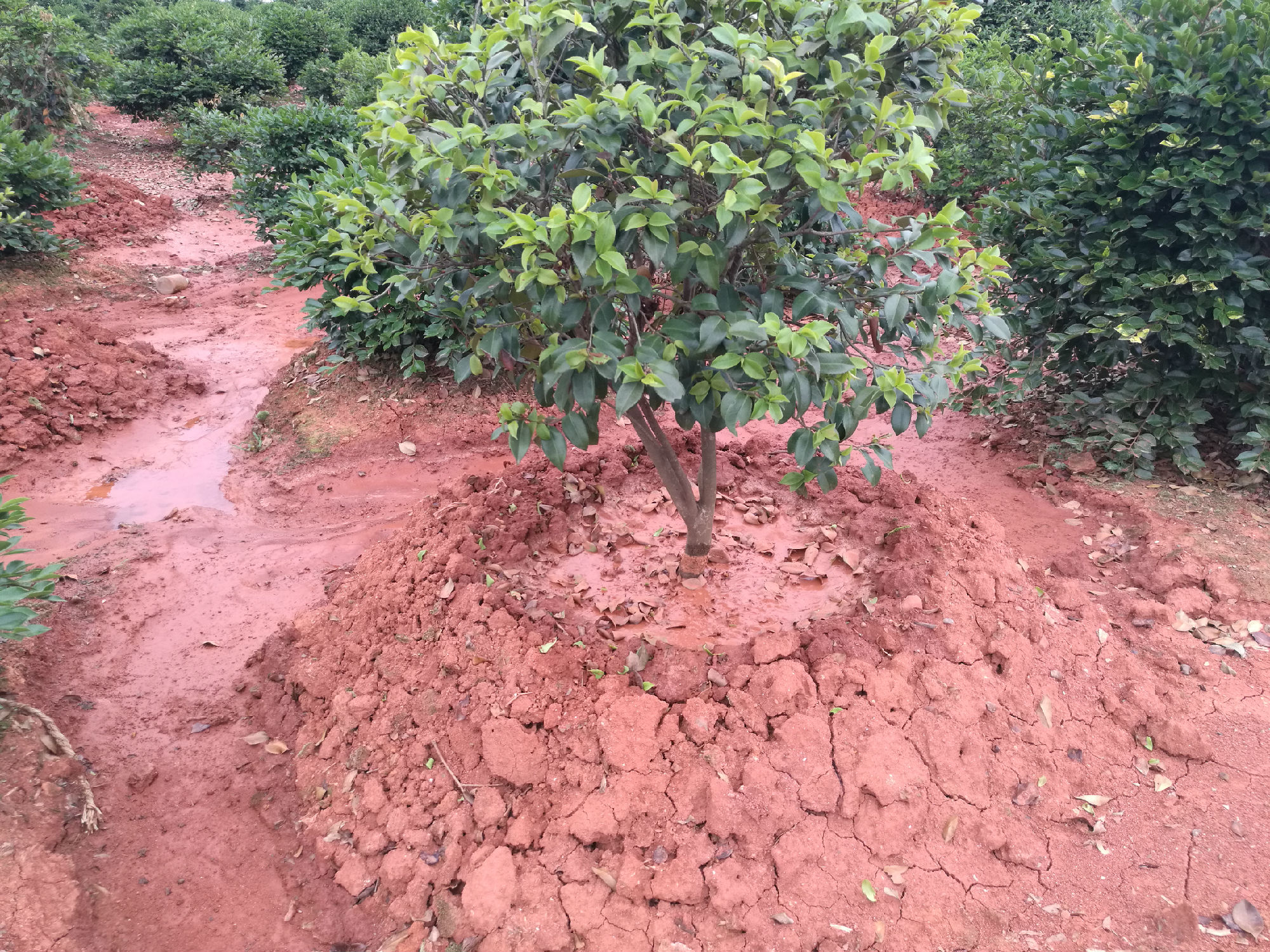 IMG_20170603_145823.jpg