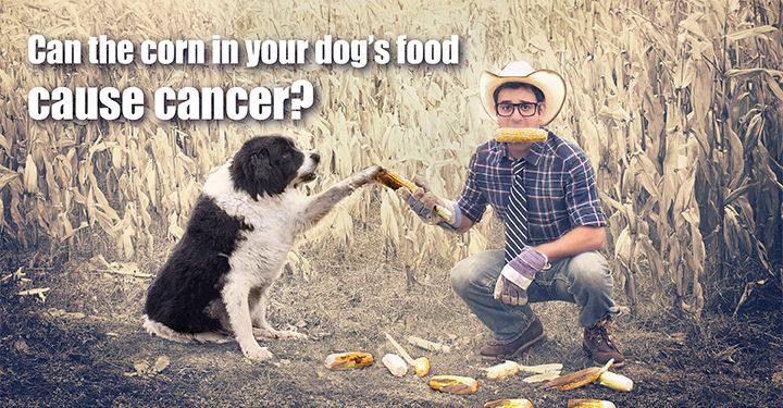 Can-Corn-in-your-dogs-food-cause-cancer.jpg