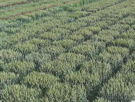 测土配方施肥全程智能“五云”服务技术入选2020-2021年度全省农业重大技术推广计划