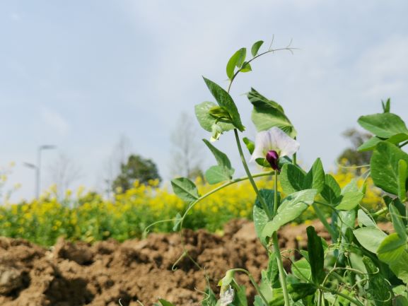 国际森林日——森林和生物多样性